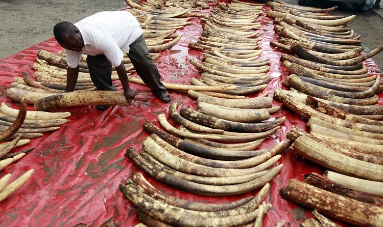 Elephant poaching and ivory trade